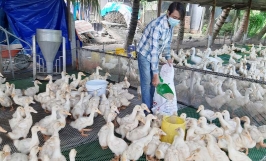 Bật mí kỹ thuật nuôi vịt siêu nạc hiệu quả bà con cần nắm