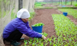 Hướng dẫn kỹ thuật trồng cải ngọt trên đất đúng cách