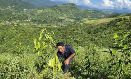 Hướng dẫn kỹ thuật trồng cây quế lớn nhanh, phát triển khỏe mạnh