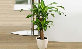 Kỹ thuật trồng cây thiết mộc lan trong chậu cảnh đúng cách