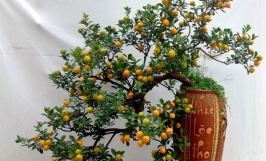 Kỹ thuật trồng quất cảnh sau tết tại nhà đơn giản