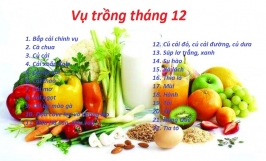 Những lưu ý cần thiết trong kỹ thuật trồng rau sạch 
