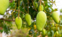 Kỹ thuật trồng xoài cát Hòa Lộc theo tiêu chuẩn VietGAP