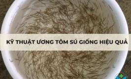 Kỹ thuật ương tôm sú giống hiệu quả
