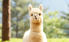 Tìm hiểu về lạc đà Alpaca