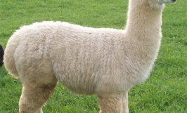 Lạc đà Alpaca giá bao nhiêu tiền?