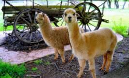 Những đặc điểm thú vị của giống lạc đà lùn alpaca khiến bạn thích thú