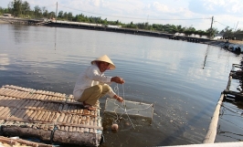Mô hình làm giàu từ nuôi tôm nước ngọt tại Quảng Ngãi
