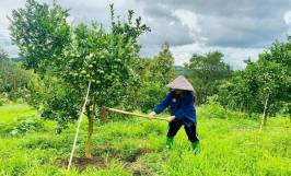 Người trẻ “bỏ phố về quê” làm nông nghiệp sạch