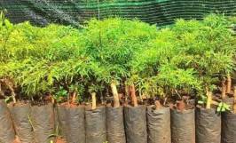 Kỹ thuật nhân giống cây đinh lăng bằng phương pháp giâm hom  
