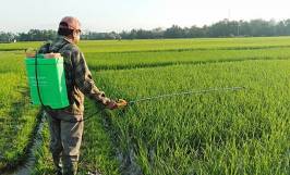 Biện pháp phòng ngừa lúa bị sâu cuốn lá nhỏ gây hại 