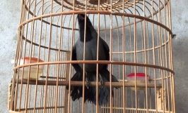 Phương pháp luyện khướu hót hay, siêng hót cho người mới bắt đầu