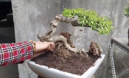 Mai chiếu thủy bị thối rễ: nguyên nhân và cách khắc phục