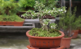 Mẹo xử lý giúp mai chiếu thủy ra hoa đúng dịp tết