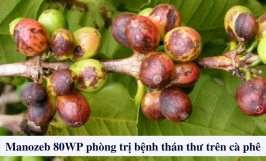 Manozeb 80WP trị bệnh thán thư trên cây cà phê