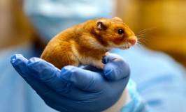 Các nguyên nhân khiến mắt hamster bị dính và cách điều trị 