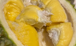 Giống sầu riêng Musang King