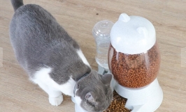 Máy ăn tự động hẹn giờ cho chó mèo