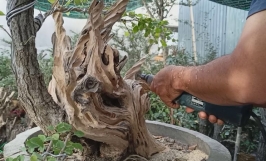Máy làm lũa cây bonsai – cấu tạo, nguyên lý hoạt động và chức năng
