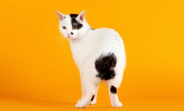 Giống mèo đuôi thỏ Bobtail 
