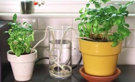 Mách bạn 3 mẹo tưới cây khi vắng nhà cực hay, dễ  thực hiện 