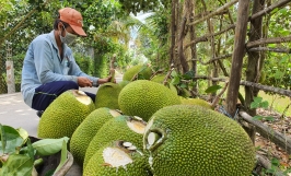 Giá mít Thái tại ĐBSCL giảm mạnh