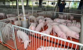 Mô hình chăn nuôi lợn hữu cơ hiệu quả