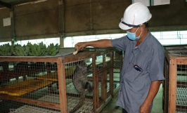 Câu chuyện chăn nuôi - mô hình khởi nghiệp từ nuôi chồn hương