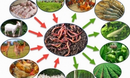 Mô hình nông nghiệp khép kín - Tìm hiểu quy trình chăn nuôi khép kín 