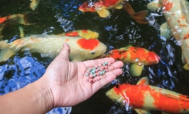 Mô hình nuôi cá cảnh làm giàu hiệu quả