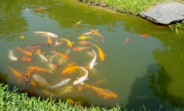 Mô hình nuôi cá Koi giống trong ao đất thu hiệu quả kinh tế cao