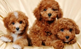 Gợi ý mô hình nuôi chó Poodle sinh sản thu lợi nhuận cao