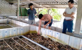 Xây dựng mô hình nuôi lươn thương phẩm cho thu nhập cao