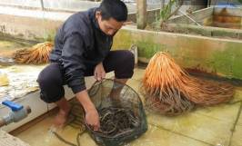 Anh nông dân 8x thành công với mô hình nuôi lươn không bùn thu tiền tỷ mỗi năm 