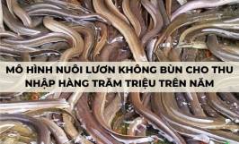 Mô hình nuôi lươn không bùn cho thu nhập hàng trăm triệu trên năm
