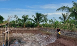 Làm giàu từ mô hình nuôi ốc nhồi của chàng trai 8x