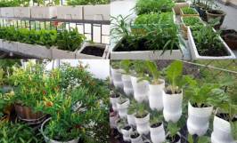 Tổng hợp những mô hình rau sạch tại nhà hiệu quả