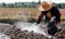Các biện pháp phòng trừ nấm hại cây trồng hiệu quả 