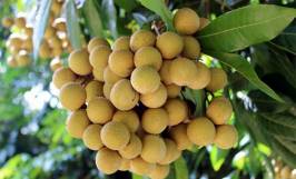 Nhãn da bò: Nguồn gốc, đặc điểm thực vật và sinh trưởng
