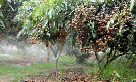 Cách trồng và chăm sóc cây nhãn da bò cho năng suất cao 