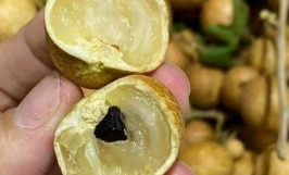 Giống nhãn da bò - Đặc điểm, điều kiện ngoại cảnh thích hợp để trồng nhãn da bò