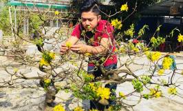 Cách chọn mai theo tiêu chí “nhất đế, nhì thân, tam cành, tứ nụ”