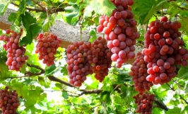 Đặc sản nho Ninh Thuận