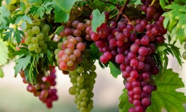 Đưa nông nghiệp công nghệ cao thành mũi nhọn phát triển kinh tế