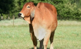 Nhu cầu dinh dưỡng bò Brahman