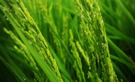 Nhu cầu dinh dưỡng của cây lúa