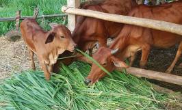 Nhu cầu dinh dưỡng của bò thịt và cách lựa chọn thức ăn giúp bò tăng trọng 