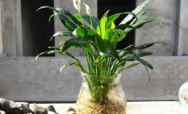 Nhu cầu dinh dưỡng của cây Lan Ý và cách bón phân cho cây 