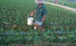 Nhu cầu dinh dưỡng của cây ngô và cách bón phân giúp cây phát triển tốt
