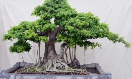 Nhu cầu dinh dưỡng của cây si, cách bón phân cho cây hợp lý